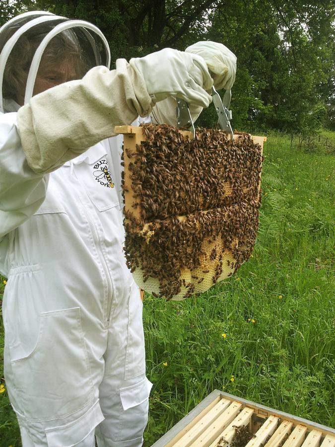 مبيت وإفطار كونفولين 13 Bees المظهر الخارجي الصورة