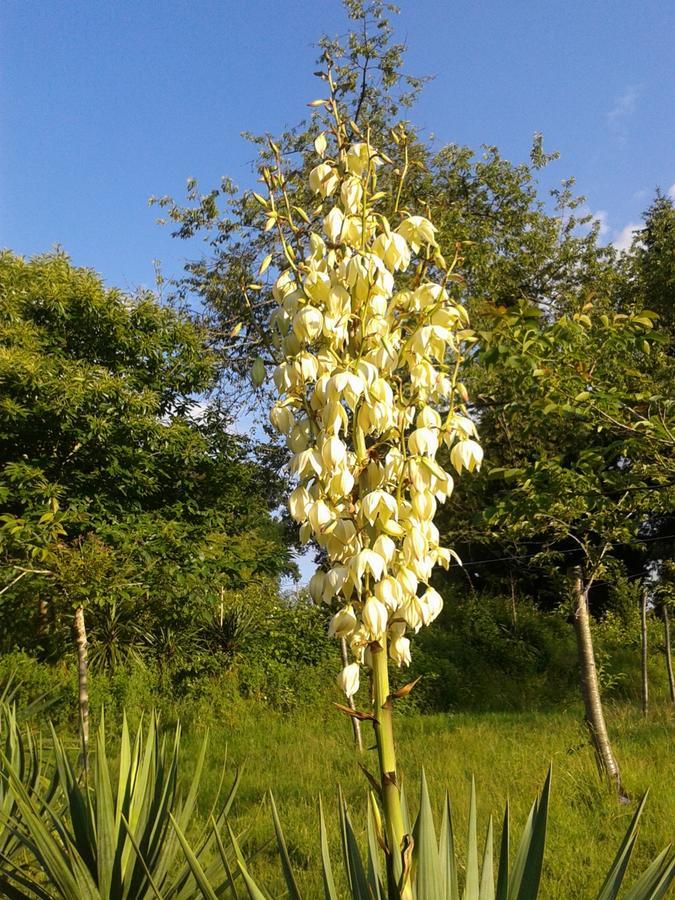 مبيت وإفطار كونفولين 13 Bees المظهر الخارجي الصورة